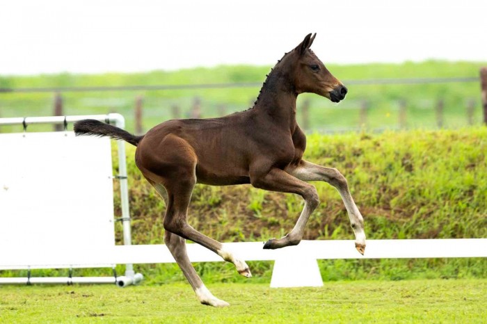 The Foal Edition Part 2