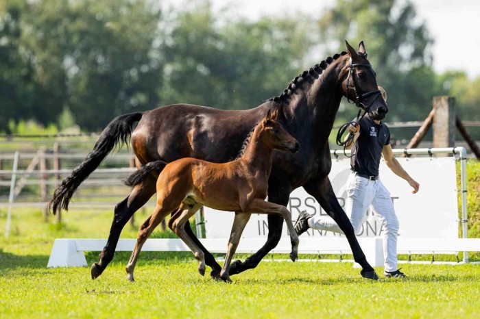The Foal Edition 2023