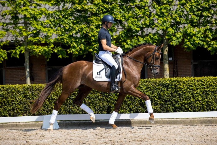 Even voorstellen: Van Olst Sales-dressuurtoppers Rescolar V, Manhattan en Make a Dream